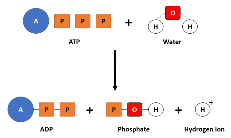 ATP Hydrolysis