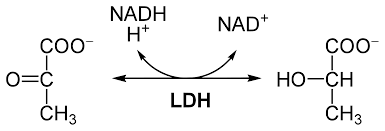 Pyruvate to Lactate