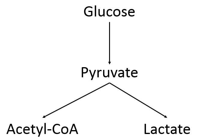 The Fate of Pyruvate